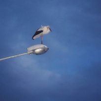 Лена Гром pavasarmirklis Pasienē

Egita Terēze Jonāne, egitalobs@gmail.com

#lobs_lv #pavasarmirklis #pasiene #ЛенаГром #latgale #latvija #dzivessvinesana #springtime #latvia #celebratelife @sekotāji