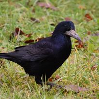 Rasmas Svikles pavasarmirklis Līvānu novadā

Egita Terēze Jonāne, egitalobs@gmail.com

#lobs_lv #pavasarmirklis #putni #rasmasvikle #livanunovads #latgale #latvija #dzivessvinesana #springtime #birds #latvia #celebratelife @sekotaji