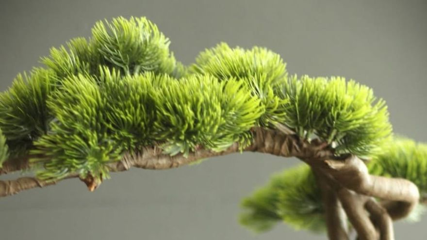 Attēls rakstam: Ambeļos rada bonsai kompozīcijas