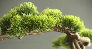 Attēls rakstam: Ambeļos rada bonsai kompozīcijas