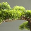 Attēls rakstam: Ambeļos rada bonsai kompozīcijas
