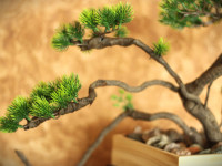 Ambeļos rada bonsai kompozīcijas