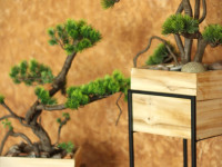 Ambeļos rada bonsai kompozīcijas