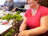 Ambeļos rada bonsai kompozīcijas