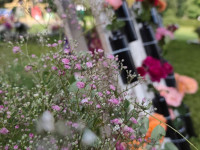 Vabole rotājas Annas dienas ziedos