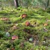 Attēls rakstam: Sigita Trūpa: Baraviku klusādaba