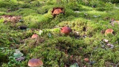 Attēls rakstam: Sigita Trūpa: Baraviku klusādaba