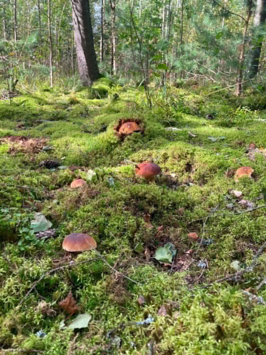 Sigita Trūpa: Baraviku klusādaba