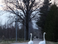 Andžellas Nartišas gulbju pavasarfotosesija Kalupē