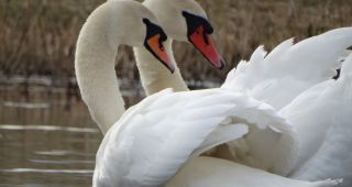 Attēls rakstam: Andžellas Nartišas gulbju pavasarfotosesija Kalupē