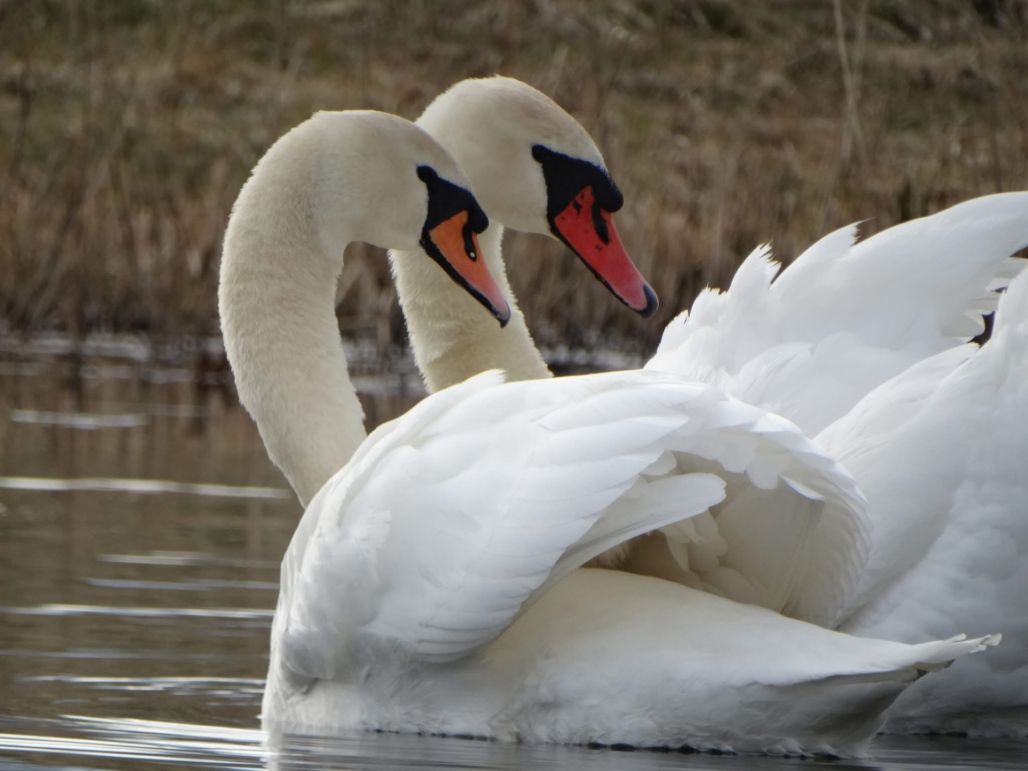 Andžellas Nartišas gulbju pavasarfotosesija Kalupē