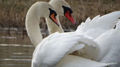 Attēls rakstam: Andžellas Nartišas gulbju pavasarfotosesija Kalupē