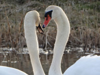 Andžellas Nartišas gulbju pavasarfotosesija Kalupē