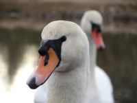 Andžellas Nartišas gulbju pavasarfotosesija Kalupē