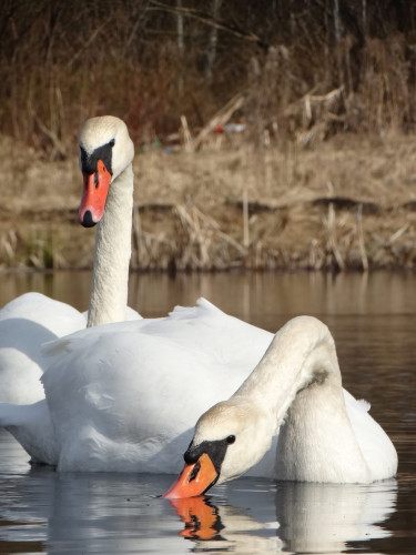 Andžellas Nartišas gulbju pavasarfotosesija Kalupē