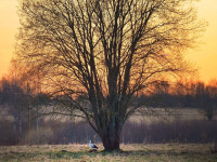 Stārķi atnes pavasari...