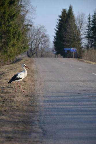 Stārķi atnes pavasari...