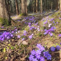 Inetas Baugas zilo vizbuļu pavasarziedēšana Ilzeskalnā

Egita Terēze Jonāne, egitalobs@gmail.com

#lobs_lv #vizbuli #pavasarziedesana #ilzeskalns #inetabauga #rezeknesnovads #latgale #dzivessvinesana #flowertime #spring #latvia #celebratelife @sekotaji
