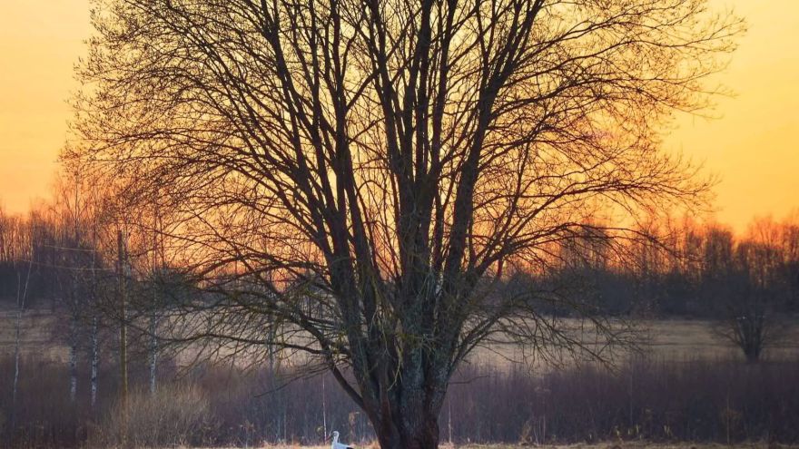 Attēls rakstam: Stārķi atnes pavasari...