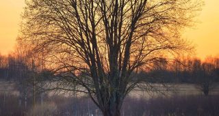 Attēls rakstam: Stārķi atnes pavasari...