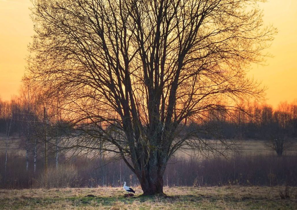 Stārķi atnes pavasari...