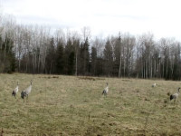 Kārlis Bogdāns: Dzērvju pieradināšanās