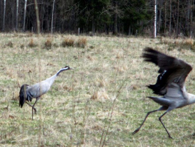 Kārlis Bogdāns: Dzērvju pieradināšanās