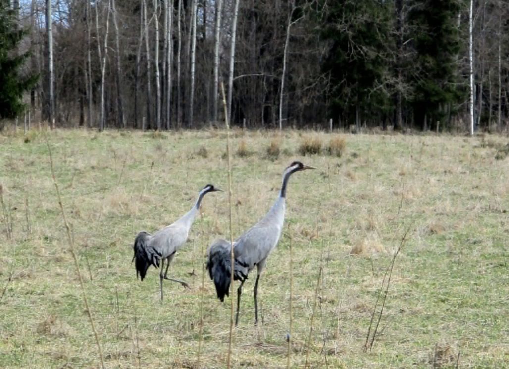 Kārlis Bogdāns: Dzērvju pieradināšanās