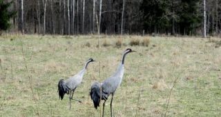 Attēls rakstam: Kārlis Bogdāns: Dzērvju pieradināšanās