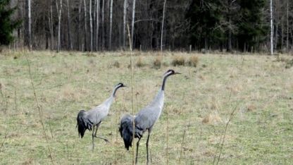 Attēls rakstam: Kārlis Bogdāns: Dzērvju pieradināšanās