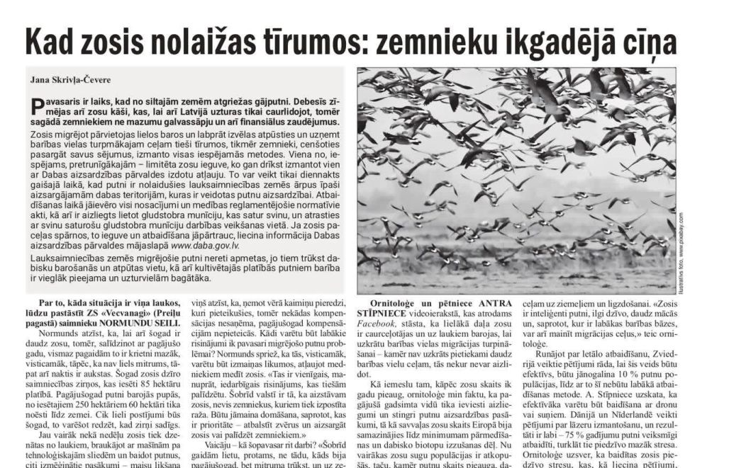 Vietējā Latgales Avīze: Kad zosis nolaižas tīrumos: zemnieku ikgadējā cīņa