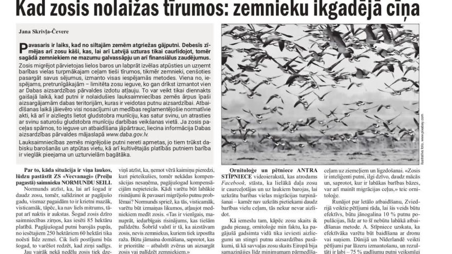 Attēls rakstam: Vietējā Latgales Avīze: Kad zosis nolaižas tīrumos: zemnieku ikgadējā cīņa