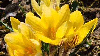 Attēls rakstam: Pirmais sveiciens no pavasara!