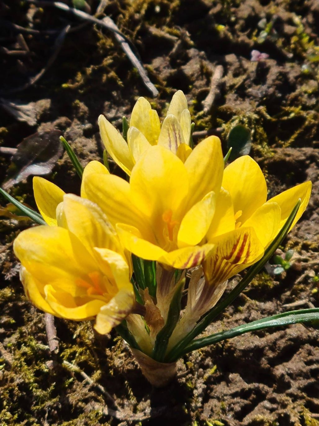 Pirmais sveiciens no pavasara!