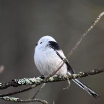 Rasmas Svikles garastītes klusādaba

Egita Terēze Jonāne, egitalobs@gmail.com

#lobs_lv #garastite #klusadaba #rasmasvikle #latgale #latvija #birds #springtime #latvia #celebratelife @sekotaji