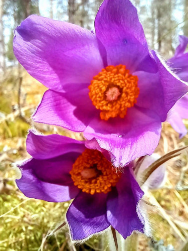 Meža silpureņu pavasarziedēšana