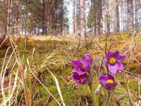 Meža silpureņu pavasarziedēšana