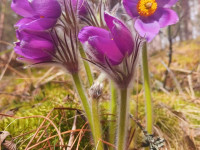 Meža silpureņu pavasarziedēšana