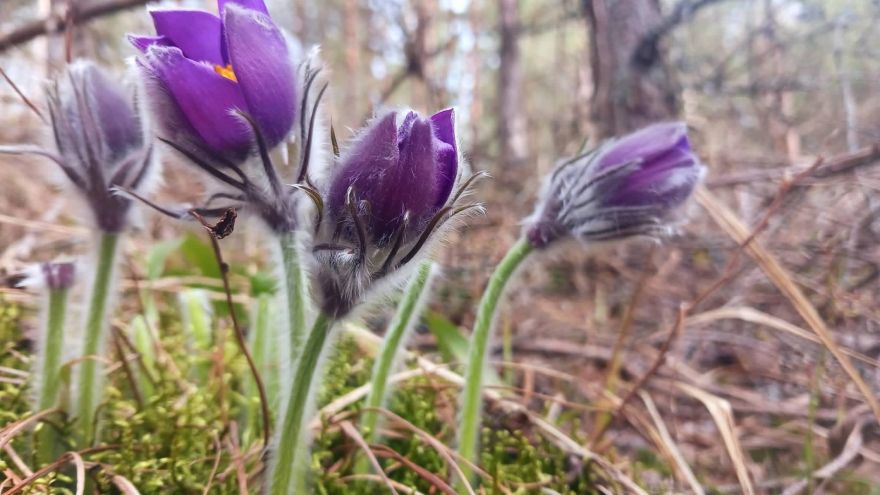 Attēls rakstam: Meža silpureņu pavasarziedēšana