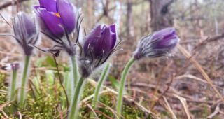 Attēls rakstam: Meža silpureņu pavasarziedēšana