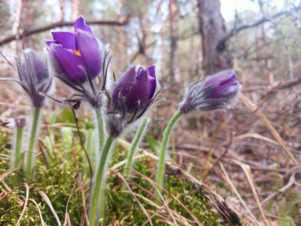 Meža silpureņu pavasarziedēšana