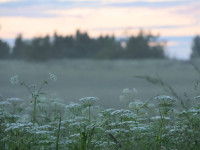 Jelenas Sterlānes svētdienas pastaigas vārda un foto esejas