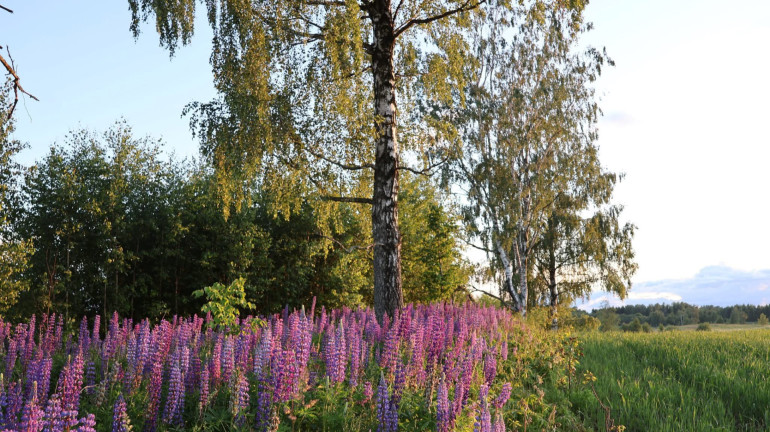 Jelenas Sterlānes svētdienas pastaigas vārda un foto esejas