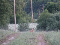 Jelenas Sterlānes svētdienas pastaigas vārda un foto esejas