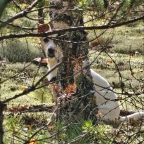 Mīluļa fotosesija: Alisas May mīluļa paslēpes

Egita Terēze Jonāne, egitalobs@gmail.com

#lobs_lv #milulafotosesija #alisamay #dzivessvinesana @sekotaji
