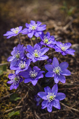 Pavasarziedēšana Latgalē