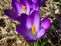 Pavasarziedēšana Latgalē