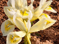 Pavasarziedēšana Latgalē