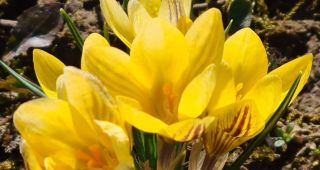 Attēls rakstam: Pavasarziedēšana Latgalē