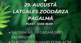 Attēls rakstam: Spīdinās skorpionus un meklēs kapučsienāžus